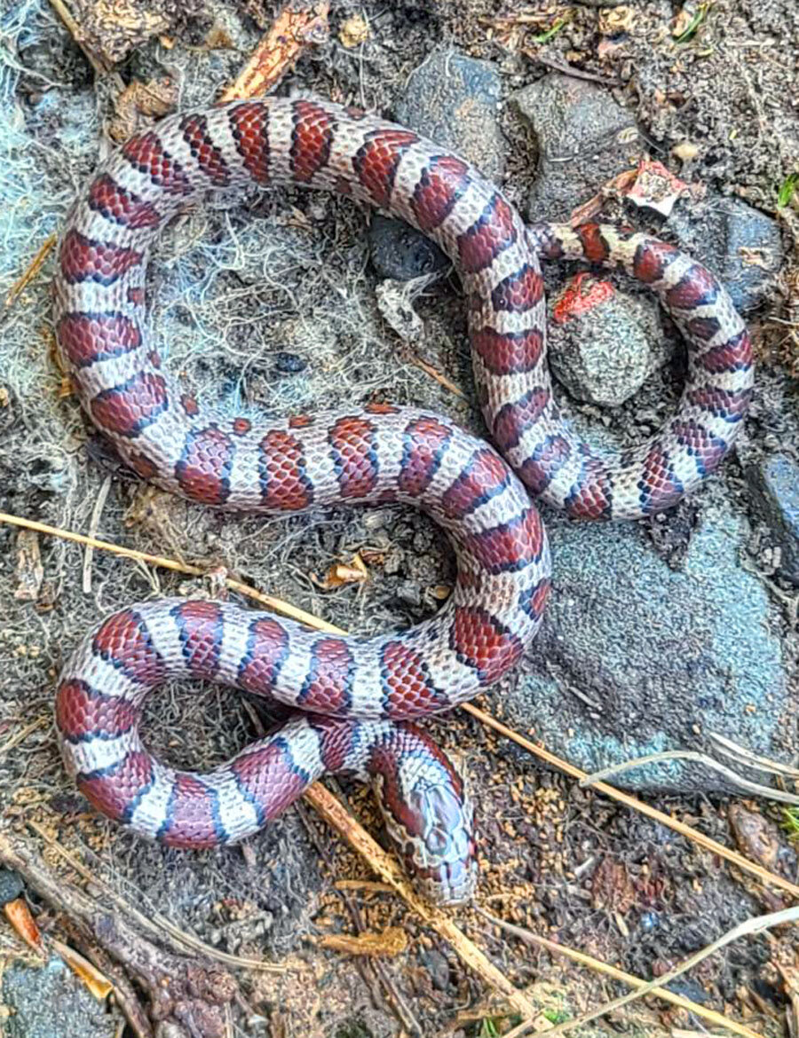 This eastern milk snake was found two miles away from the garter snake and watersnake. They prefer open areas and deciduous forests. They are rodent eaters and might have gotten their name from being around dairy farms—predating rodents that are attracted to animal feed...Smaller individuals might feed on insects, amphibians and other small animals. This non-venomous snake is sometimes mistaken for a copperhead due to its red band markings.